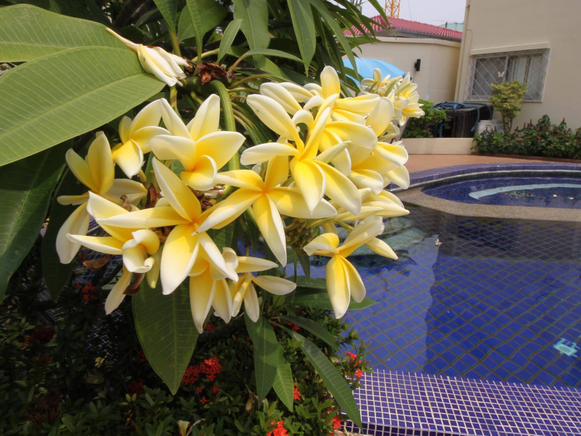 Butterfly Garden Boutique By Luxury View Ex Lg Apts And Villas, A Lifestyle Destination 1 To 3 Bedroom Units 110 To 190 Sqmtr, 2 Full Bathrooms, Rain Shower, Complete Kitchen, Free Fast Fiber Wifi, 55